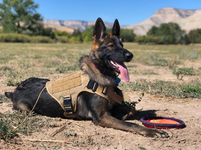 Arnês Tático Militar para Cães Grandes - Conjunto de Coleira e Arnês para Cães, Adequado para Pastor Alemão, Malinois e Outras Raças